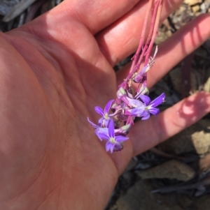 Lobelia gibbosa at Downer, ACT - 31 Jan 2021