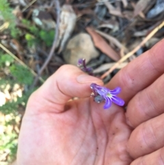 Lobelia gibbosa at Downer, ACT - 31 Jan 2021 04:44 PM