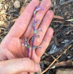 Lobelia gibbosa at Downer, ACT - 31 Jan 2021 04:44 PM