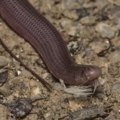 Anilios nigrescens (Blackish Blind Snake) at Booth, ACT - 13 Jan 2021 by TimotheeBonnet