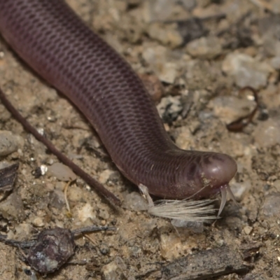 Anilios nigrescens (Blackish Blind Snake) at Booth, ACT - 14 Jan 2021 by TimotheeBonnet