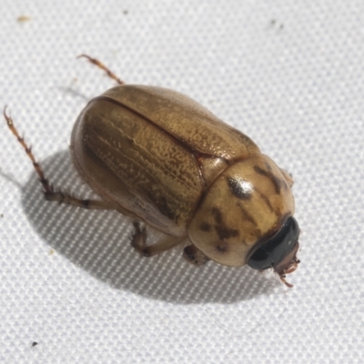 Cyclocephala signaticollis (Argentinian scarab) at Higgins, ACT - 20 Jan 2021 by AlisonMilton