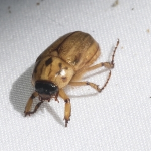 Cyclocephala signaticollis at Higgins, ACT - 20 Jan 2021 03:06 PM