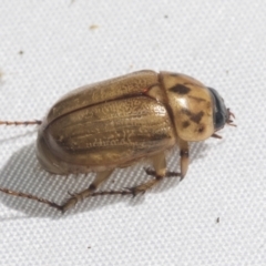 Cyclocephala signaticollis at Higgins, ACT - 20 Jan 2021 03:06 PM