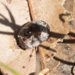 Trachymela sp. (genus) (Brown button beetle) at Cook, ACT - 12 Jan 2021 by AlisonMilton