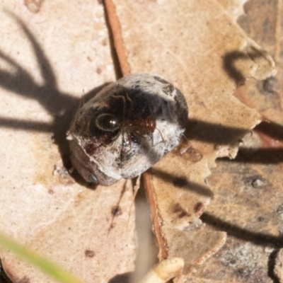 Trachymela sp. (genus) (Brown button beetle) at Cook, ACT - 12 Jan 2021 by AlisonMilton