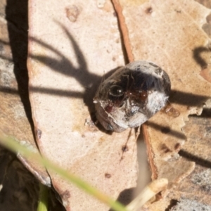 Trachymela sp. (genus) at Cook, ACT - 12 Jan 2021 10:09 AM