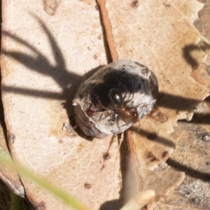 Trachymela sp. (genus) at Cook, ACT - 12 Jan 2021 10:09 AM