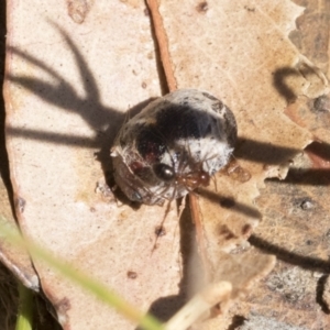 Trachymela sp. (genus) at Cook, ACT - 12 Jan 2021 10:09 AM