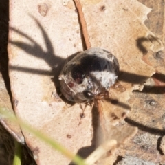 Trachymela sp. (genus) at Cook, ACT - 12 Jan 2021 10:09 AM