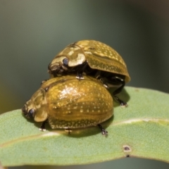 Paropsisterna cloelia (Eucalyptus variegated beetle) at The Pinnacle - 12 Jan 2021 by AlisonMilton