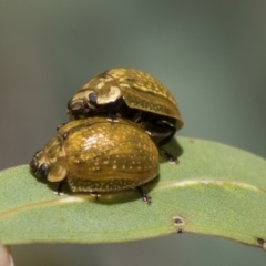 Paropsisterna cloelia at Weetangera, ACT - 12 Jan 2021