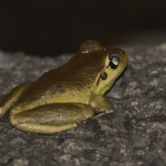 Litoria lesueuri (Lesueur's Tree-frog) at Namadgi National Park - 13 Jan 2021 by TimotheeBonnet