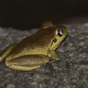 Litoria lesueuri at Rendezvous Creek, ACT - 13 Jan 2021 11:15 PM