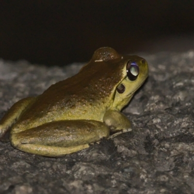 Litoria lesueuri (Lesueur's Tree-frog) at Namadgi National Park - 13 Jan 2021 by TimotheeBonnet