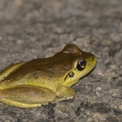 Litoria lesueuri at Rendezvous Creek, ACT - 13 Jan 2021