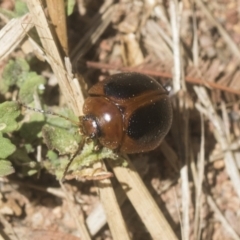 Dicranosterna immaculata (Acacia leaf beetle) at The Pinnacle - 12 Jan 2021 by AlisonMilton