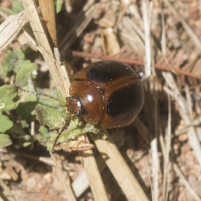 Dicranosterna immaculata (Acacia leaf beetle) at The Pinnacle - 12 Jan 2021 by AlisonMilton