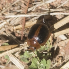 Dicranosterna immaculata at Holt, ACT - 12 Jan 2021