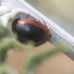 Dicranosterna immaculata at Holt, ACT - 12 Jan 2021