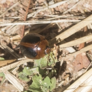 Dicranosterna immaculata at Holt, ACT - 12 Jan 2021