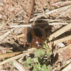 Dicranosterna immaculata at Holt, ACT - 12 Jan 2021