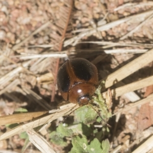 Dicranosterna immaculata at Holt, ACT - 12 Jan 2021