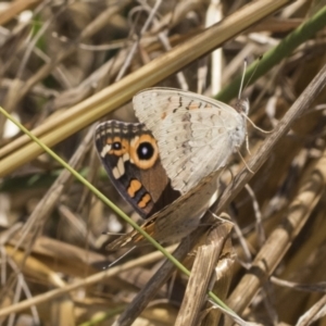 Junonia villida at Weetangera, ACT - 12 Jan 2021