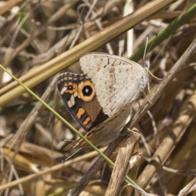 Junonia villida (Meadow Argus) at The Pinnacle - 12 Jan 2021 by AlisonMilton