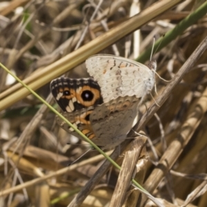 Junonia villida at Weetangera, ACT - 12 Jan 2021