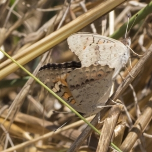 Junonia villida at Weetangera, ACT - 12 Jan 2021