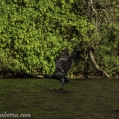 Phalacrocorax carbo (Great Cormorant) at Tallong, NSW - 25 Jan 2021 by JonSteinbeck