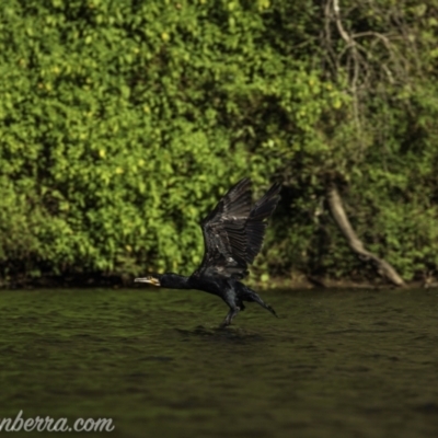 Phalacrocorax carbo (Great Cormorant) at Tallong, NSW - 25 Jan 2021 by JonSteinbeck