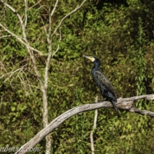 Phalacrocorax carbo at Tallong, NSW - 25 Jan 2021
