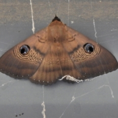 Dasypodia selenophora (Southern old lady moth) at Paddys River, ACT - 31 Jan 2021 by JohnBundock