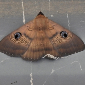 Dasypodia selenophora at Paddys River, ACT - 31 Jan 2021