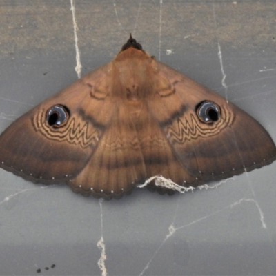 Dasypodia selenophora (Southern old lady moth) at Tidbinbilla Nature Reserve - 30 Jan 2021 by JohnBundock