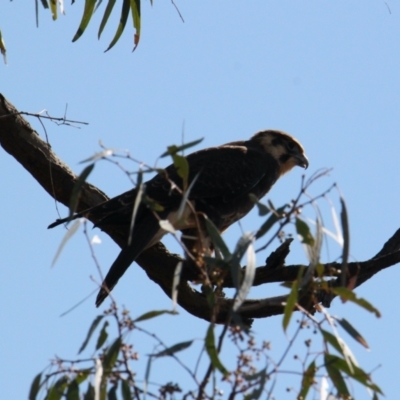 Falco berigora (Brown Falcon) at Bonegilla, VIC - 29 Jan 2021 by PaulF