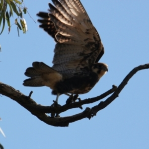 Falco berigora at Bonegilla, VIC - 30 Jan 2021 09:16 AM