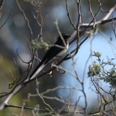 Rhipidura leucophrys (Willie Wagtail) at Ryans Lagoon Wildlife Reserve - 29 Jan 2021 by PaulF