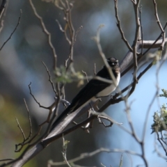 Rhipidura leucophrys at Ryans Lagoon Wildlife Reserve - 30 Jan 2021