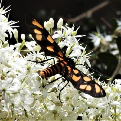 Amata (genus) (Handmaiden Moth) at Tidbinbilla Nature Reserve - 31 Jan 2021 by JohnBundock