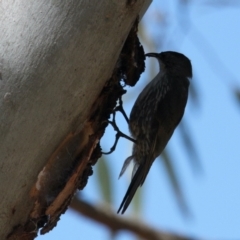 Cormobates leucophaea (White-throated Treecreeper) at Bonegilla, VIC - 29 Jan 2021 by PaulF