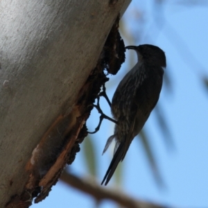 Cormobates leucophaea at Ryans Lagoon Wildlife Reserve - 30 Jan 2021 09:27 AM