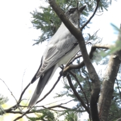 Coracina novaehollandiae (Black-faced Cuckooshrike) at Paddys River, ACT - 31 Jan 2021 by JohnBundock