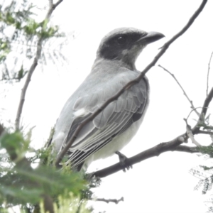 Coracina novaehollandiae at Paddys River, ACT - 31 Jan 2021