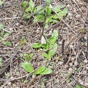 Utetheisa (genus) at Holt, ACT - 31 Jan 2021