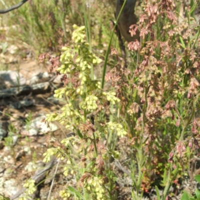 Gonocarpus elatus (Hill Raspwort) at Nangus, NSW - 13 Nov 2010 by abread111