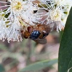 Chaetophthalmus sp. (genus) (A bristle fly) at Murrumbateman, NSW - 30 Jan 2021 by SimoneC