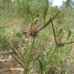 Opercularia hispida (Hairy Stinkweed) at Nangus, NSW - 13 Nov 2010 by abread111